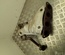 Toyota BA-BTV / BABTV COROLLA (E210) Estate 2020 Catalytic Converter - Thumbnail 3