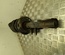 Mercedes-Benz A2463232900 B-CLASS (W246, W242) 2016 suspension strut, complete Left Front - Thumbnail 3